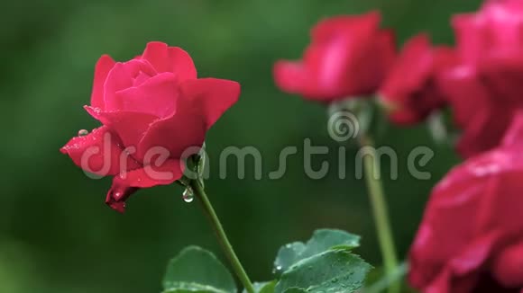 美丽的红玫瑰生长在花园里视频的预览图
