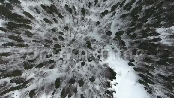 降雪中冬季针叶林顶部鸟瞰图视频的预览图