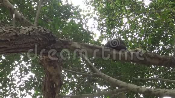 帕拉斯松鼠在树顶寻找食物视频的预览图