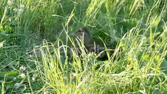 鸭在高高的绿草中视频的预览图