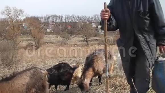 一位衣衫褴褛的老人从牧场来到他的家他带着一群自己的山羊在枯萎的纳图的背景下视频的预览图