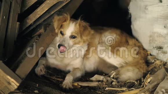 迷失的狗躺在废墟上视频的预览图