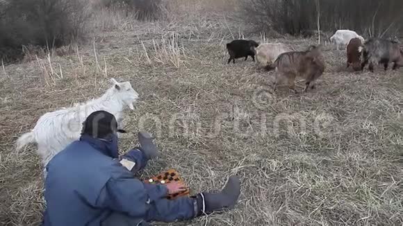 一个穿着脏衣服的老人坐在山上下棋在一片土地上放着一群山羊视频的预览图