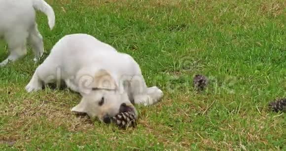 黄色拉布拉多猎犬小狗在草坪上和松果玩耍法国诺曼底慢动作视频的预览图