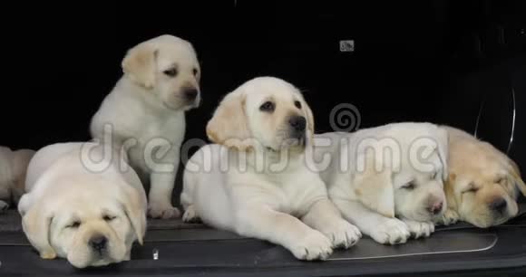 黄色拉布拉多猎犬睡在汽车后备箱里的小狗法国诺曼底慢动作视频的预览图