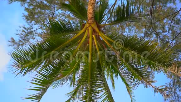 视角慢镜头躺在热带海滩上的人仰望棕榈树视频的预览图