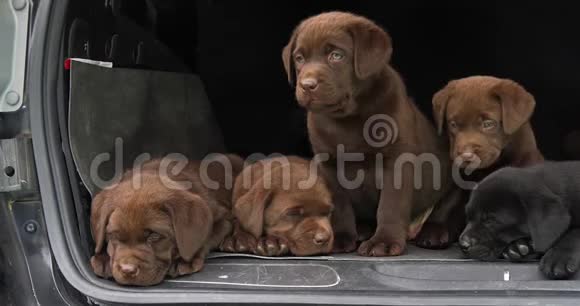 棕色和黑色拉布拉多猎犬汽车后备箱里的小狗雅宁法国的诺曼底慢动作视频的预览图