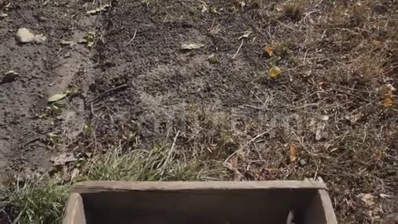 成熟的有机大蒜放在木箱里健康的生活方式观念视频的预览图