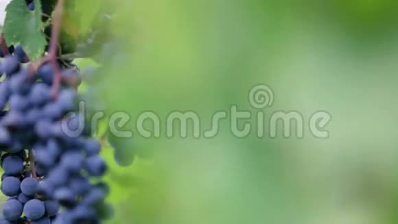 从成熟葡萄中摘果子的细节镜头视频的预览图