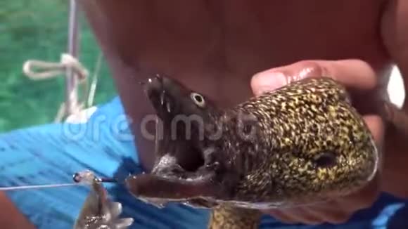 一个渔夫炫耀一条钓到的莫雷鳗鱼视频的预览图