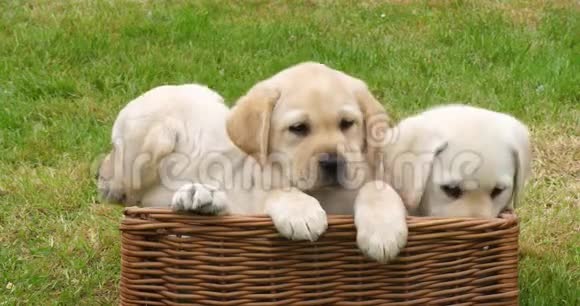 黄色拉布拉多猎犬小狗在篮子里玩法国诺曼底慢动作视频的预览图