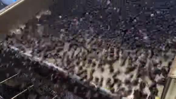 油磨脱叶机加工橄榄滚动运动意大利特级初产视频的预览图