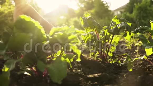 农民挖掘和松开地面与铲子在有机农场的田野在日落光视频的预览图