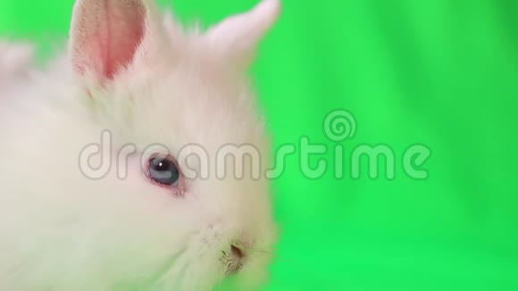 白色小兔子在色度键背景上有趣的兔子在绿色背景上视频的预览图