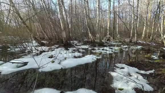 沼泽白桦林的泉水泛滥时间流逝视频的预览图