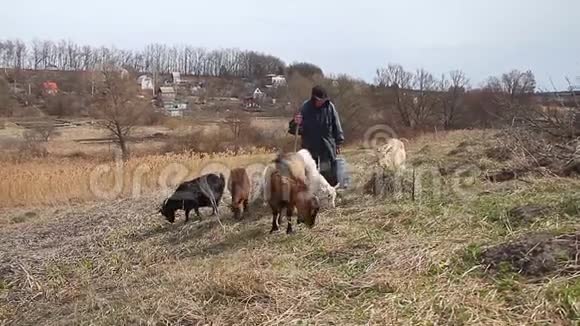 一位衣衫褴褛的老人从牧场来到他的家他带着一群自己的山羊在枯萎的纳图的背景下视频的预览图