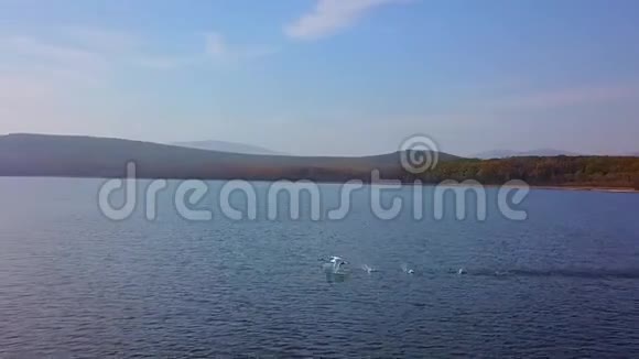 一只白天鹅从蓝色的湖中起飞在鸟的视野中以懒洋洋方式起飞视频的预览图