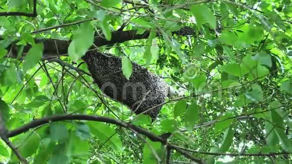 巢上的蜜蜂在森林里酿蜜视频的预览图