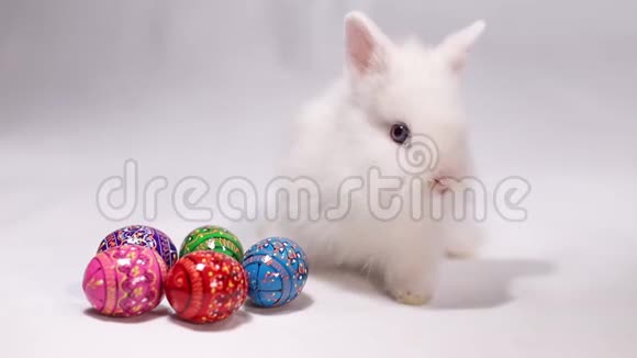可爱的复活节兔子和装饰鸡蛋在白色背景小白兔视频的预览图