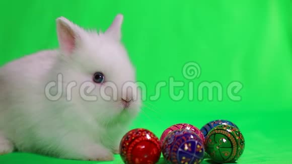 带复活节彩蛋的白兔视频的预览图