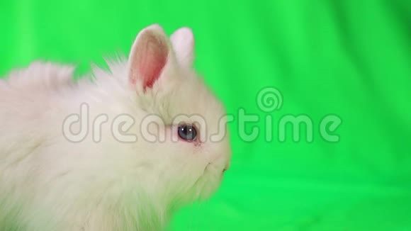 白色小兔子在色度键背景上有趣的兔子在绿色背景上视频的预览图