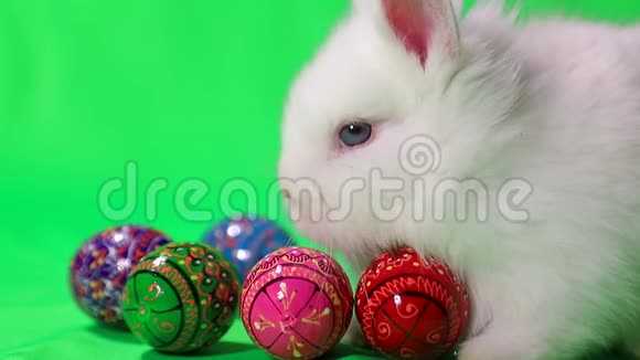 带复活节彩蛋的白兔视频的预览图
