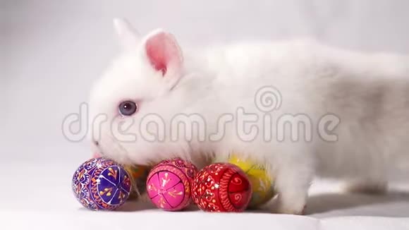 可爱的复活节兔子和装饰鸡蛋在白色背景小白兔视频的预览图