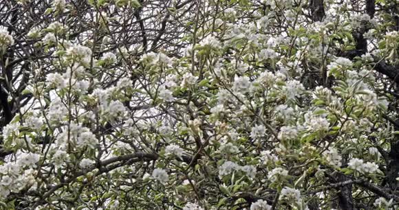 花中苹果树的风和枝法国诺曼底慢动作视频的预览图