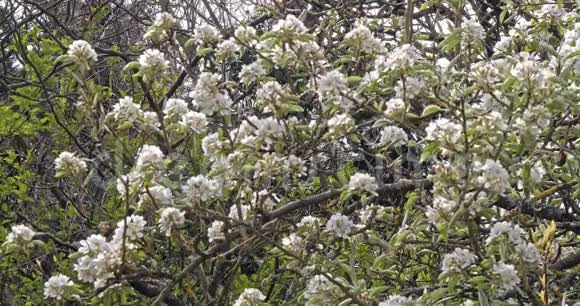 花中苹果树的风和枝法国诺曼底慢动作视频的预览图