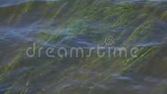 绿色的海草在水中的波浪中摇摆视频的预览图
