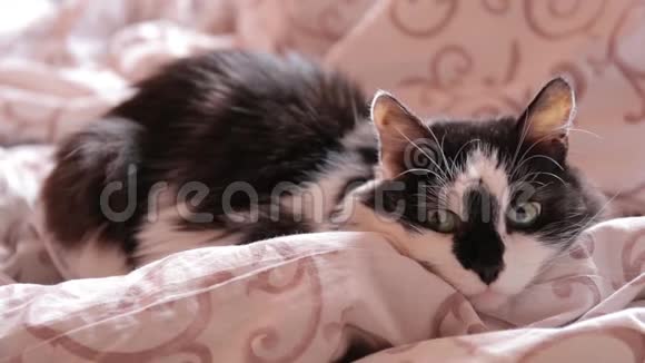 可爱的黑白猫躺在毯子上的床上一些东西吸引了他的注意视频的预览图