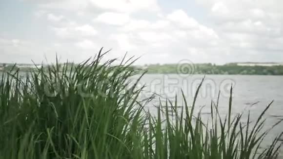 夏日湖岸的金丝雀视频的预览图