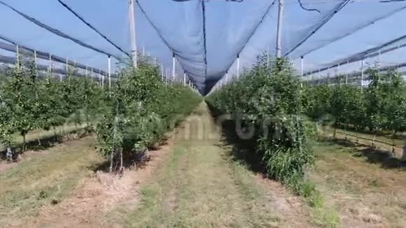 镜头横跨现代果园的一排排苹果树4k视频的预览图