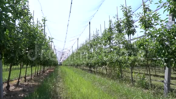 巨大的苹果园长排树木防雹网视频的预览图