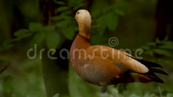 草地上的雄性雪鸭天生的谢达克视频的预览图