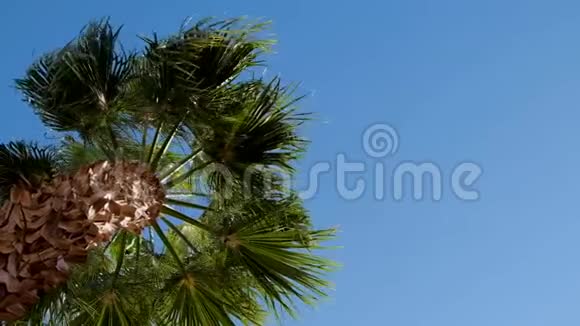 大棕榈叶在风中缓缓移动视频的预览图