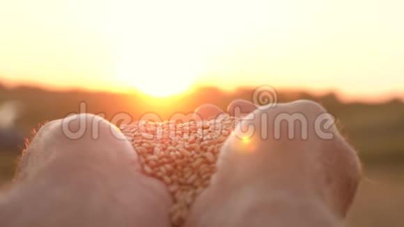 农夫的双手捧着一粒麦子在手掌上在田野上美丽的夕阳下商人评价视频的预览图