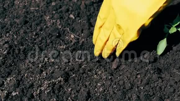 女人手戴手套在地上栽种植物视频的预览图