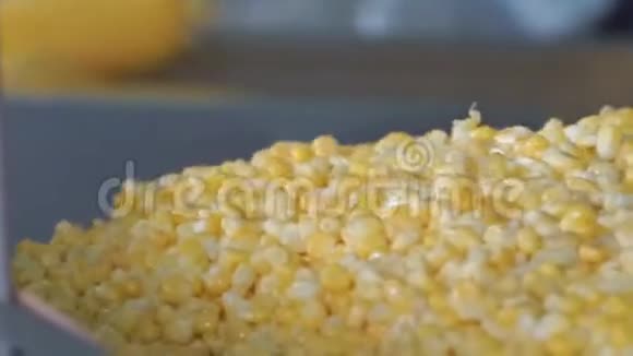 玉米加工厂谷物和玉米穗成熟的黄色玉米穗视频的预览图
