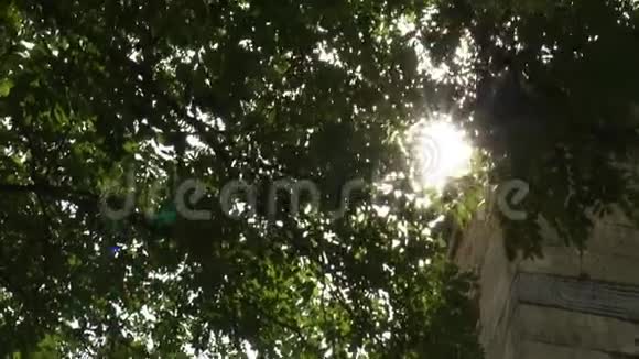 一缕阳光穿过绿树叶视频的预览图