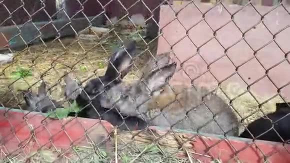 小孩的小手在笼中的绿草里喂可爱的灰黑兔视频的预览图
