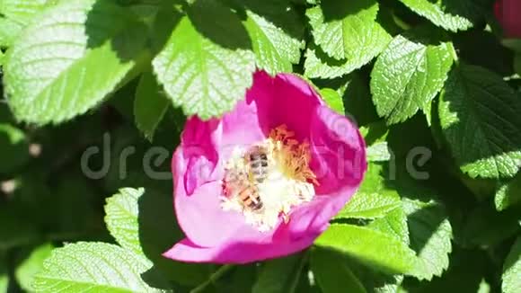 两只蜜蜂从一朵粉红色的玫瑰花中收集花粉视频的预览图