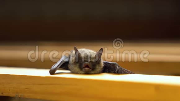 小蝙蝠露出牙齿视频的预览图