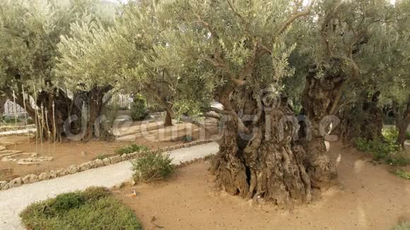 耶路撒冷盖西马尼园一棵古老的橄榄树视频的预览图