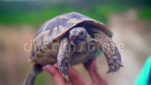 小海龟在雌性手中是大自然的背景女孩手里拿着一只乌龟视频的预览图