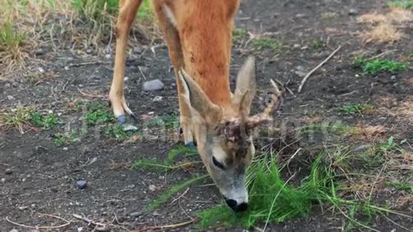可爱的小鹿在农场吃草视频的预览图