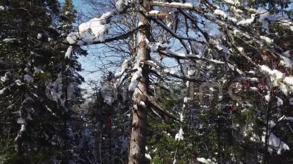 冬天白雪覆盖的光秃秃的树视频的预览图