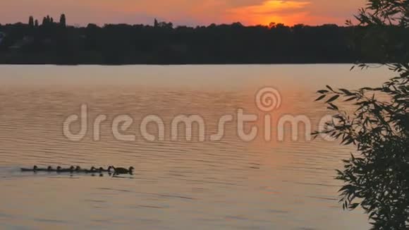 在夏日日落的背景下鸭子漂浮在水中视频的预览图