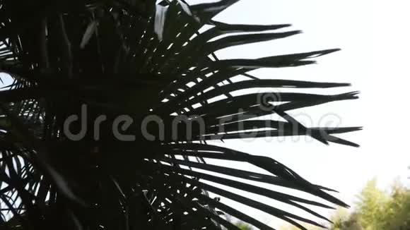 有叶子的棕榈枝深绿色的棕榈叶椰子棕榈树美丽的热带背景黑暗视频的预览图