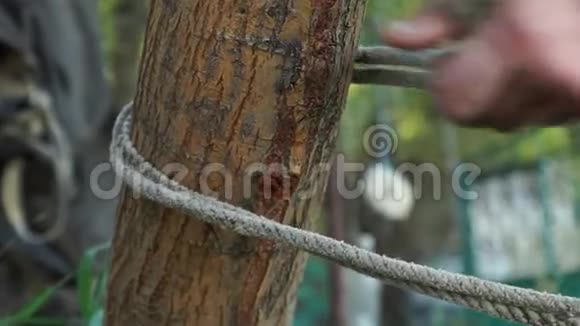 手把绳子系在树上视频的预览图